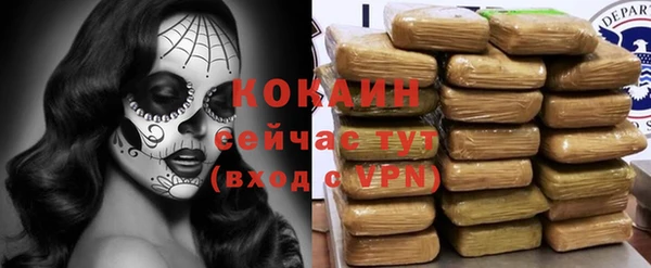 индика Новозыбков