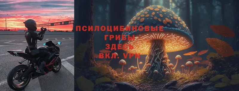 закладки  Курчалой  сайты даркнета какой сайт  Галлюциногенные грибы Magic Shrooms 